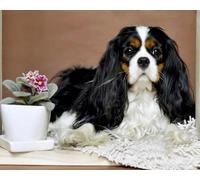 COKYIS Kit Punto Croce Prestampato Cavalier King Charles Spaniel DIY Ricamo Cucito a Mano Cross Stitch 11CT Embroidery Starter Kit artigianato per Principianti Bambini Set 40x50cm