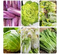 Col di giardino perenne resistenti balcone serra semi di cucina organici semi giardino del balcone inverno 800pcs