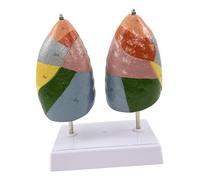 Colcolo Modello Anatomico Del Segmento Respiratorio Del Polmone. Partizione Colorata con Texture. Strumento Didattico per La Comunicazione Medico-paziente.