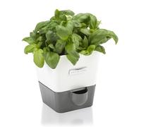 Cole & Mason H105249 Burwell Vaso Autoirrigante per Erbe Aromatiche per Interni Singolo, Bianco, Grigio, Con Serbatoio dell'Acqua, Perfetto per Davanzali e Cucina, Acciaio inossidabile, Per 1 Pentola