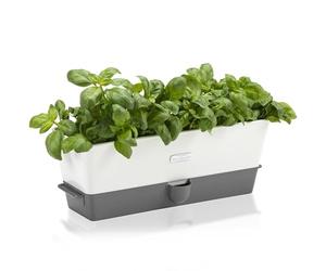 Cole & Mason Burwell Vaso Autoirrigante per Erbe Aromatiche Triplo | Vaso Per Piante Da Interno, Con Serbatoio dell'Acqua, Perfetto per Davanzali e Cucina, Acciaio inossidabile, Per 1 Pentola