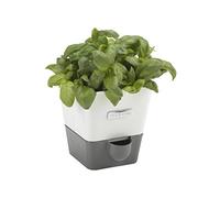 Cole & Mason H105249 Burwell Vaso Autoirrigante per Erbe Aromatiche per Interni Singolo, Bianco, Grigio, Con Serbatoio dell'Acqua, Perfetto per Davanzali e Cucina, Acciaio inossidabile, Per 1 Pentola