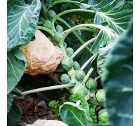 coles Bruxelles - semi per letti elevati letti elevati giardino resistenti per il giardino cucina decorazione balconi 150pcs