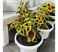 coleus, alghe marine - primaverili, resistenti in vaso decorazione organica per balcone ornamentali per zone soleggiate semi di tappezzanti 600semi