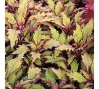 coleus balcone in vaso resistenti giardino interna raro 55semi