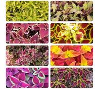 Coleus biologici vecchie varietà giardino 800semi