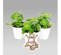 Coleus canin - Scardy Cat Plant - Set of 3 Plants