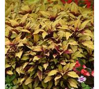 coleus decorazione balcone ornamentali Aiuole rialzate giardino balcone semi di resistenti 300pcs