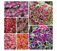 coleus giardino balcone giardino tetti verdi semi di vaso Aiuole rialzate ufficio verdi, 1000pcs