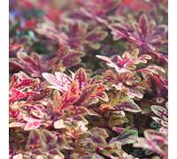 coleus in vaso interno varietà antiche biologiche balcone raro 300semi