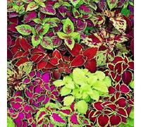 COLEUS MISCUGLIO NR.200 SEMI