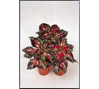 Coleus Super arcobaleno multicolore 100 semi:Seeds