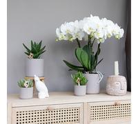 Colibrì Greens Crassula Hobbit Succulente - Verde Pianta da Camera Ø6cm - Appena