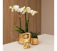 Colibrì Orchidea: Bianco Phalaenopsis-Orchidee Amabilis, 9cm Topfgröße