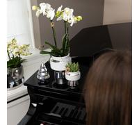 Colibrì Orchidee Bianco Phalaenopsis - Amabilis + Le Chic Deko-Topf Argento Ø9c