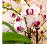 Colibrì Orchidee Bianco Phalaenopsis-Orchidee Ø9cm - Appena Da Züchter - Blüh