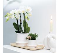 Colibrì Orchidee Combi Affare: 2 Bianco Phalaenopsis Orchidee - Topfgröße Ø9cm