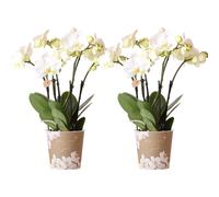 Colibrì Orchidee I Combi Affare Di 2 Bianco Phalaenopsis-Orchideen - Topfgröße