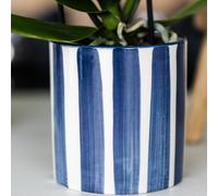 Colibrì Orchidee Set IN Bianco Orchidea Phalaenopsis Amabilis E Succulente C