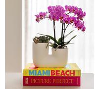 Colibrì Orchidee Set IN Rosa Orchidea Vienna E Succulente IN Bianco Ziertopf