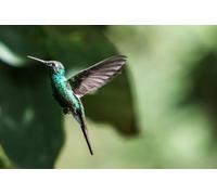 Colibrì - Puzzle da 6000 pezzi per adulti, gioco di abilità perfetto per il rilassamento, la meditazione e l'educazione.