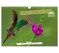 Colibris - éclats de nature (Calendrier mural 2027 DIN A4 vertical), CALVENDO calendrier mensuel: Joyaux de la forêt tropicale
