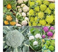 colifiore - semi da giardino semi cucina giardino interni varietà biologiche antiche 400pcs