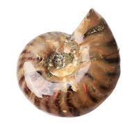 Collana in pietra naturale a forma di goccia - cri Conchiglia arcobaleno, conchiglia naturale fossile, pietra grezza iridescente, ammolite sfaccettata, esemplare di pietra preziosa naturale di colore