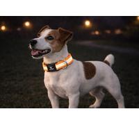 Collare cane - collare Fierro fluo arancione - taglia S - 30-45 cm x 15 mm - nylon regolabile - chiusura a clic - riflettente - anello in metallo