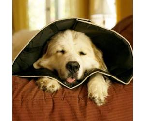 COLLARE COMFY CONE XSMALL 11CM