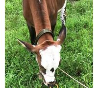 Collare per collo di mucca ispessito universale Animali da fattoria Collare per