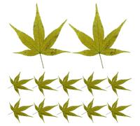 COLLBATH Vassoio Decorativo Foglia d Acero Naturale per Sushi e Sashimi Vassoio Giapponese per Servire con Foglie per Presentazioni e Decorazioni di Cibo per Feste e Eventi