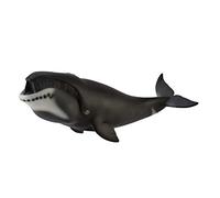 Collecta Balena boreale