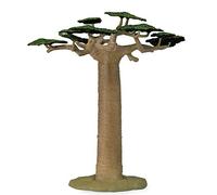 Albero Baobab Collecta