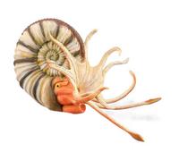 Collecta Figura Di Ammonite Pleuroceras Xl