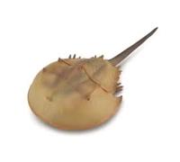 Collecta limulo - modello di animale realistico