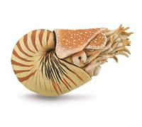 Collecta Nautilus Pompilius