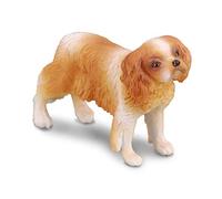 Piedi rasy Spaniel Cavalier King Charles