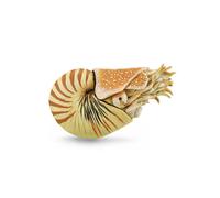 CollezionaUna replica animale realistica di Nautilus Pompilius figura extra larg