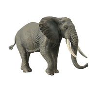 Collezione Slon Africano