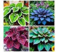 Collezione di Hosta - Hosta resistente al freddo - Piantagione da giardino - Tollerante all'ombra e al gelo - Piantagione d'angolo in giardino-6 PIECE-D