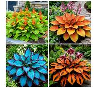 Collezione di Hosta - Hosta resistente al freddo - Piantagione da giardino - Tollerante all'ombra e al gelo - Piantagione d'angolo in giardino-4 PIECE-G