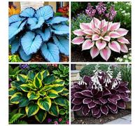 Collezione di Hosta - Hosta resistente al freddo - Piantagione da giardino - Tollerante all'ombra e al gelo - Piantagione d'angolo in giardino-6 PIECE-H