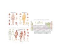 Collezione Poster Scientifici - Anatomia Umana e Tavola Periodica degli Elementi