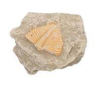 Collezione Trilobiti Naturali Esemplari Didattici per Decorazioni Uniche e Materiale Educativo per Stimolare Interesse nella Paleontologia Forme e Casuali per Feste e Speciali