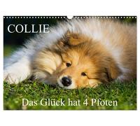 Collie - Das Glück hat 4 Pfoten (Wandkalender 2027 DIN A3 quer), CALVENDO Monats