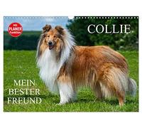 Collie - Mein bester Freund (Wandkalender 2026 DIN A3 quer), CALVENDO Monatskalender: Eine der schönsten Hunderassen der Welt auf 13 zauberhaften Fotos