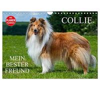 Collie - Mein bester Freund (Wandkalender 2026 DIN A4 quer), CALVENDO Monatskalender: Eine der schönsten Hunderassen der Welt auf 13 zauberhaften Fotos