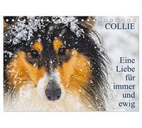 Collies - Eine Liebe für immer und ewig (Tischkalender 2026 DIN A5 quer), CALVENDO Monatskalender: 13 wundervolle Fotos der Fotografin Sigrid Starick von großen und kleinen bezaubernden Collies