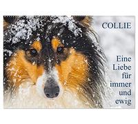 Collies - Eine Liebe für immer und ewig (Wandkalender 2026 DIN A2 quer), CALVENDO Monatskalender: 13 wundervolle Fotos der Fotografin Sigrid Starick von großen und kleinen bezaubernden Collies